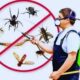 Termite Control Services in Lahore