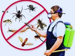 Termite Control Services in Lahore