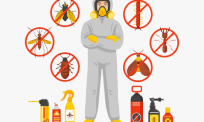 Termite Control Treatment Services in Lahore