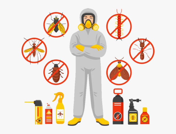 Termite Control Treatment Services in Lahore