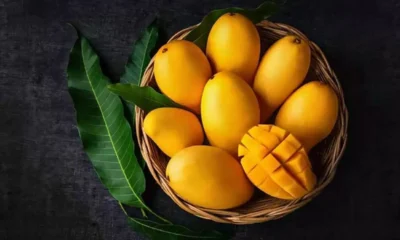 Best Pakistani Mangoes Online